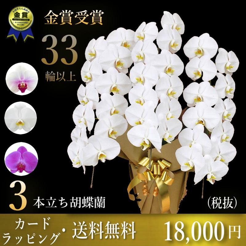 胡蝶蘭専門店ギフトフラワー