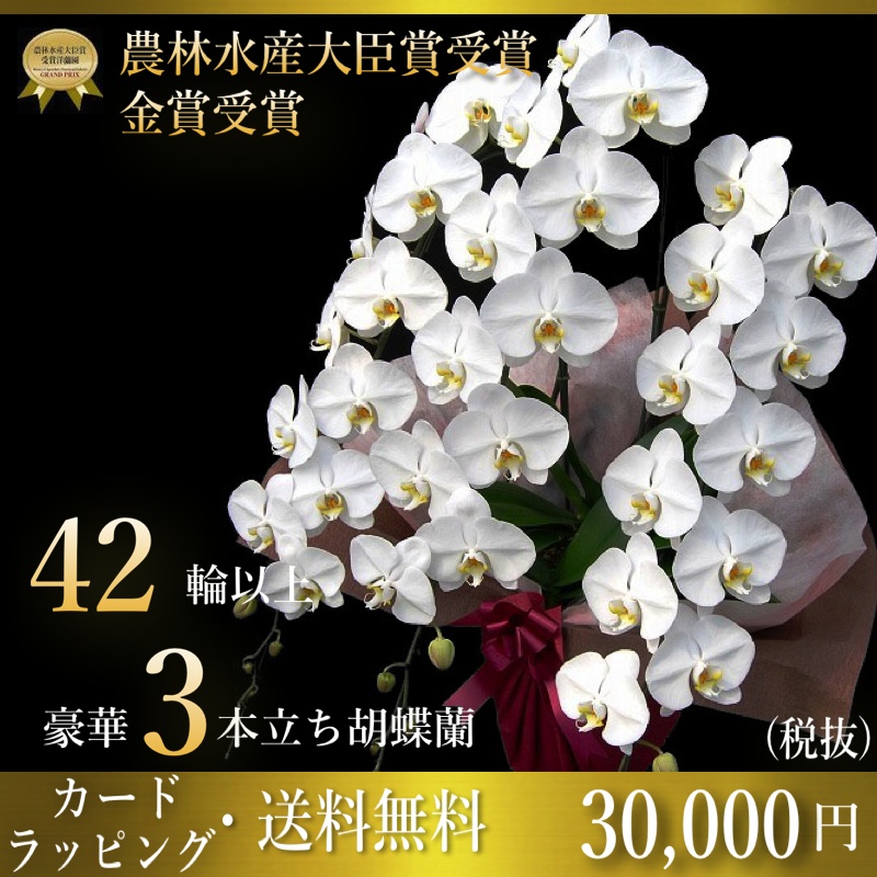 胡蝶蘭専門店ギフトフラワー