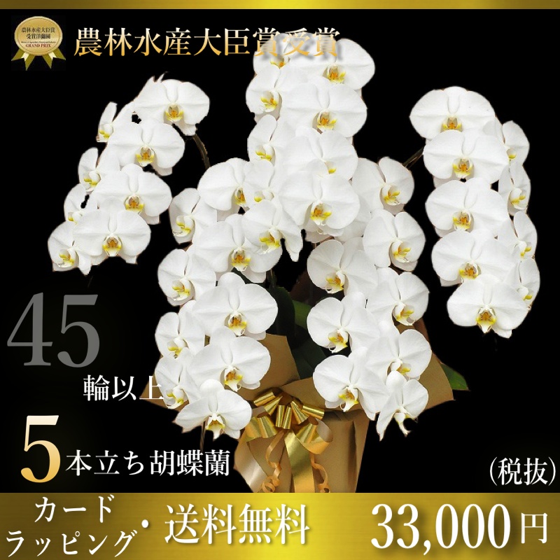 胡蝶蘭専門店ギフトフラワー