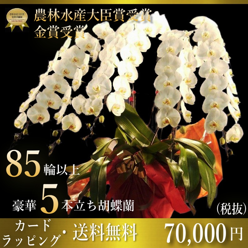 胡蝶蘭専門店ギフトフラワー